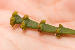 Korthalsella complanata