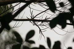 Korthalsella complanata