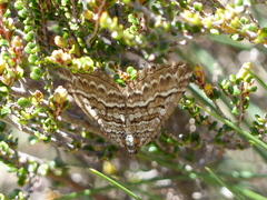 Chrysolarentia nephodes