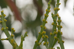 Korthalsella complanata