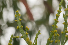 Korthalsella complanata