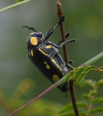 Sternocera orissa orissa
