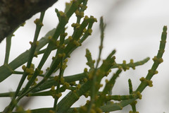 Korthalsella complanata