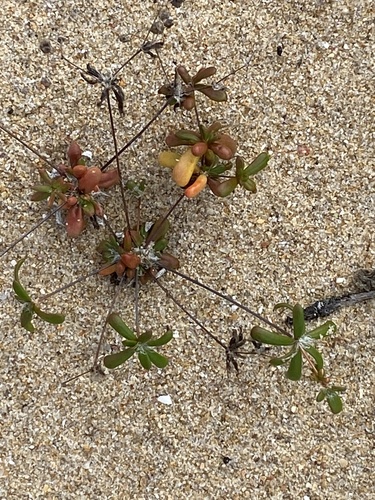 Pharnaceum cordifolium (Pharnaceum cordifolium)
