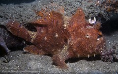 Striated Frogfish photo 5