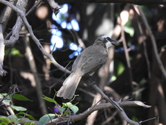 Pycnonotus goiavier