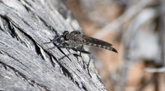 Cerdistus maculatoides