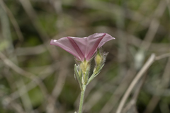 Convolvulus oleifolius
