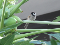 Passer montanus