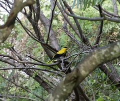 Oriolus chinensis