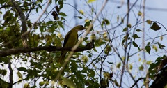 Oriolus chinensis