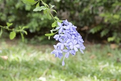 Plumbago auriculata