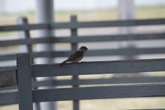 Passer montanus