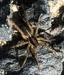 Artoriopsis