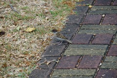 Passer montanus