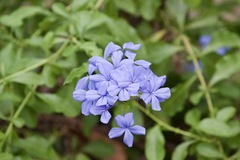 Plumbago auriculata