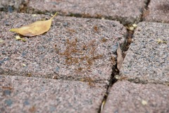 Oecophylla smaragdina
