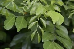 Magnoliopsida