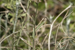 Convolvulus oleifolius