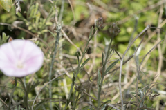 Convolvulus oleifolius