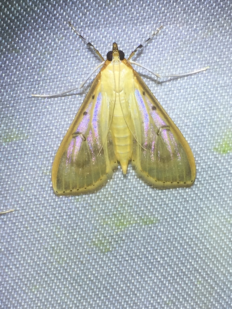 Palpita pudicalis