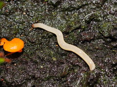 Argonemertes australiensis