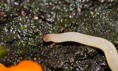 Argonemertes australiensis