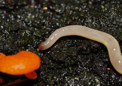 Argonemertes australiensis