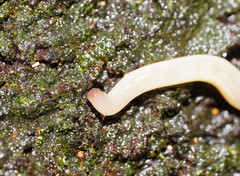 Argonemertes australiensis