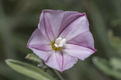Convolvulus oleifolius