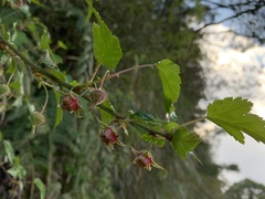 Rubus taitoensis