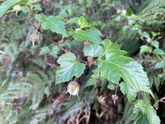 Rubus taitoensis