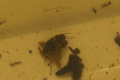 Hydroporus palustris