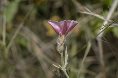 Convolvulus oleifolius