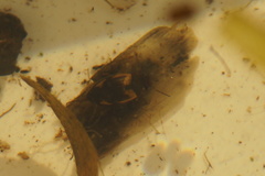 Hydroporus palustris