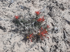 Castilleja scabrida