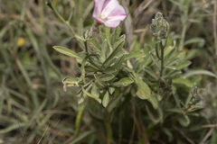 Convolvulus oleifolius