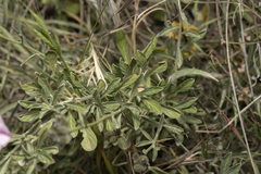 Convolvulus oleifolius