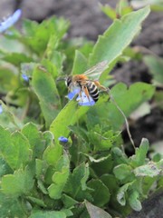 Andrena gravida