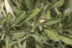 Convolvulus oleifolius