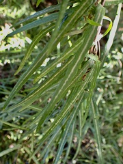 Parsonsia capsularis
