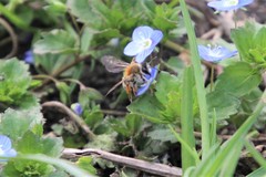 Andrena gravida