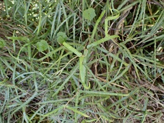 Parsonsia capsularis