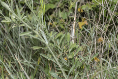 Convolvulus oleifolius