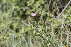 Convolvulus oleifolius