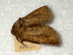 Dasypolia templi
