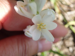 Ornithogalum concinnum