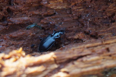 Limodromus assimilis