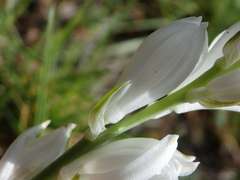 Ornithogalum concinnum