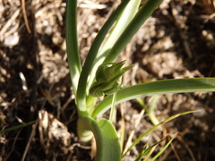 Ornithogalum concinnum